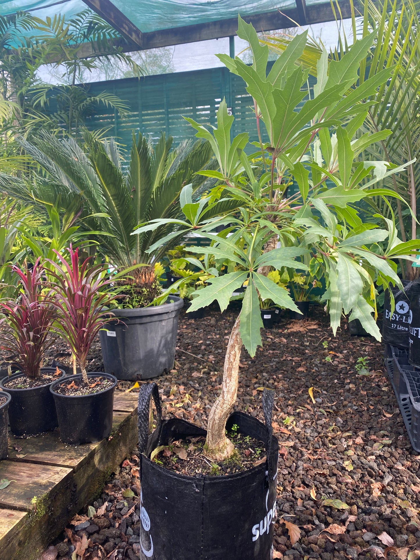 African Cabbage Tree