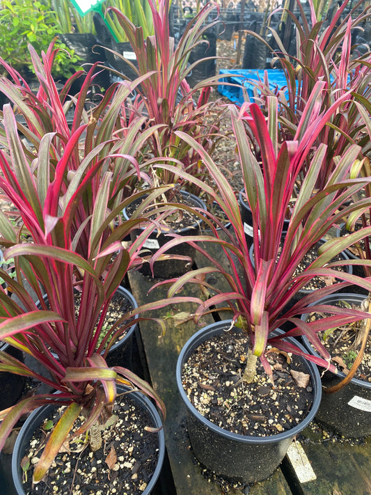 Cordyline 'Americana'