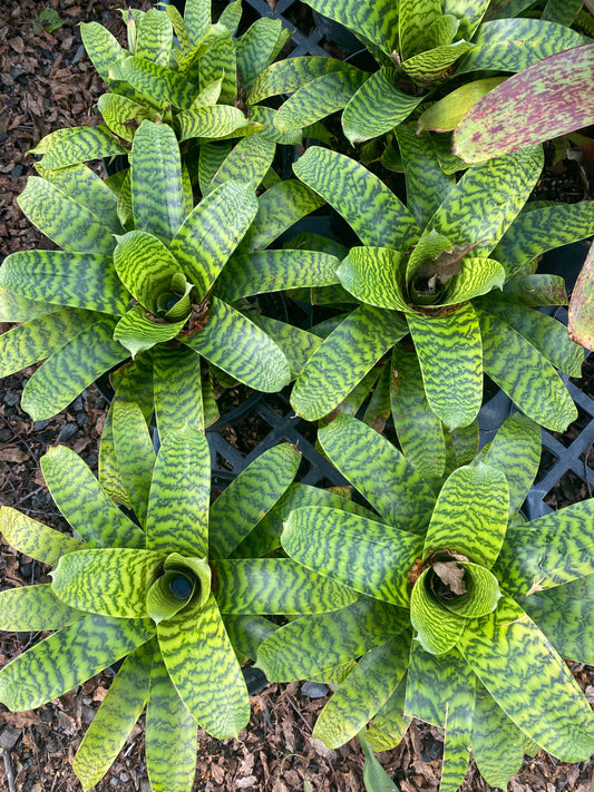 Bromeliad, Vriesia hieroglyphica