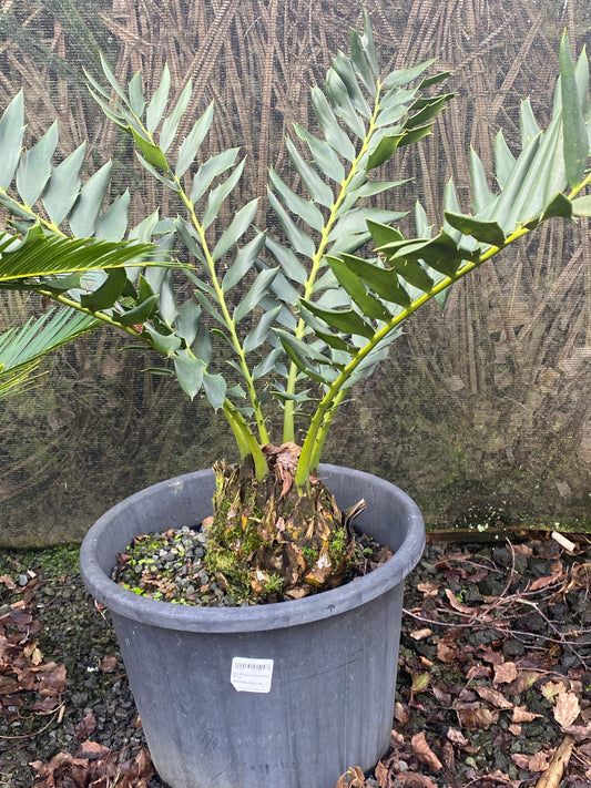 Encephalartos ferox