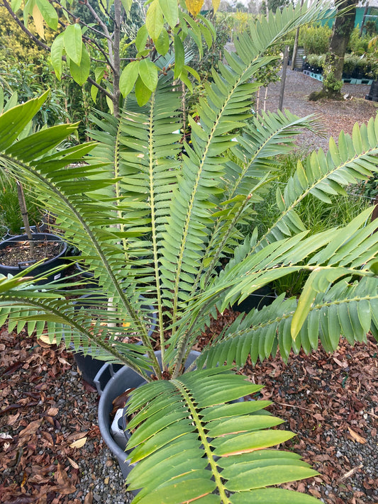 Encephalartos concinnus