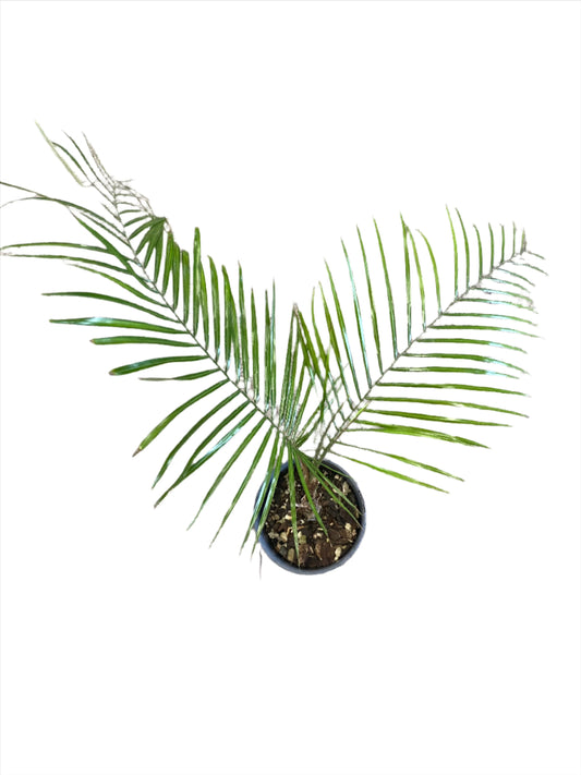 Wedding Palm