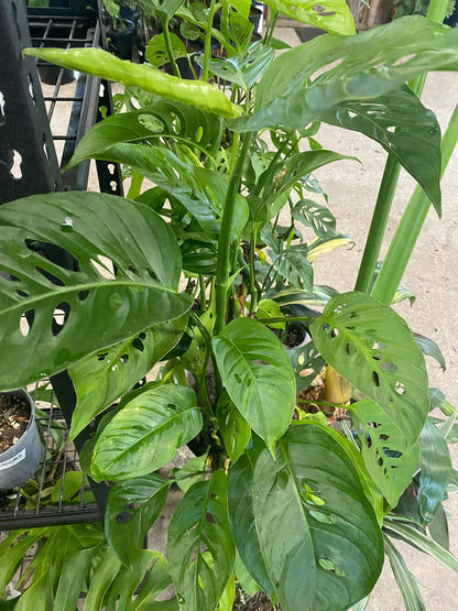 Monstera adansonii 'Laniata'