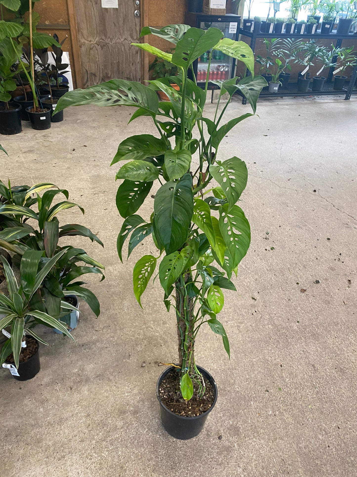 Monstera adansonii 'Laniata'