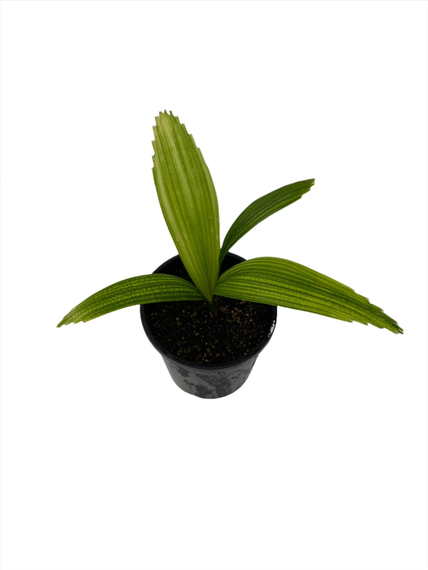 Young potted Licuala grandis seedling