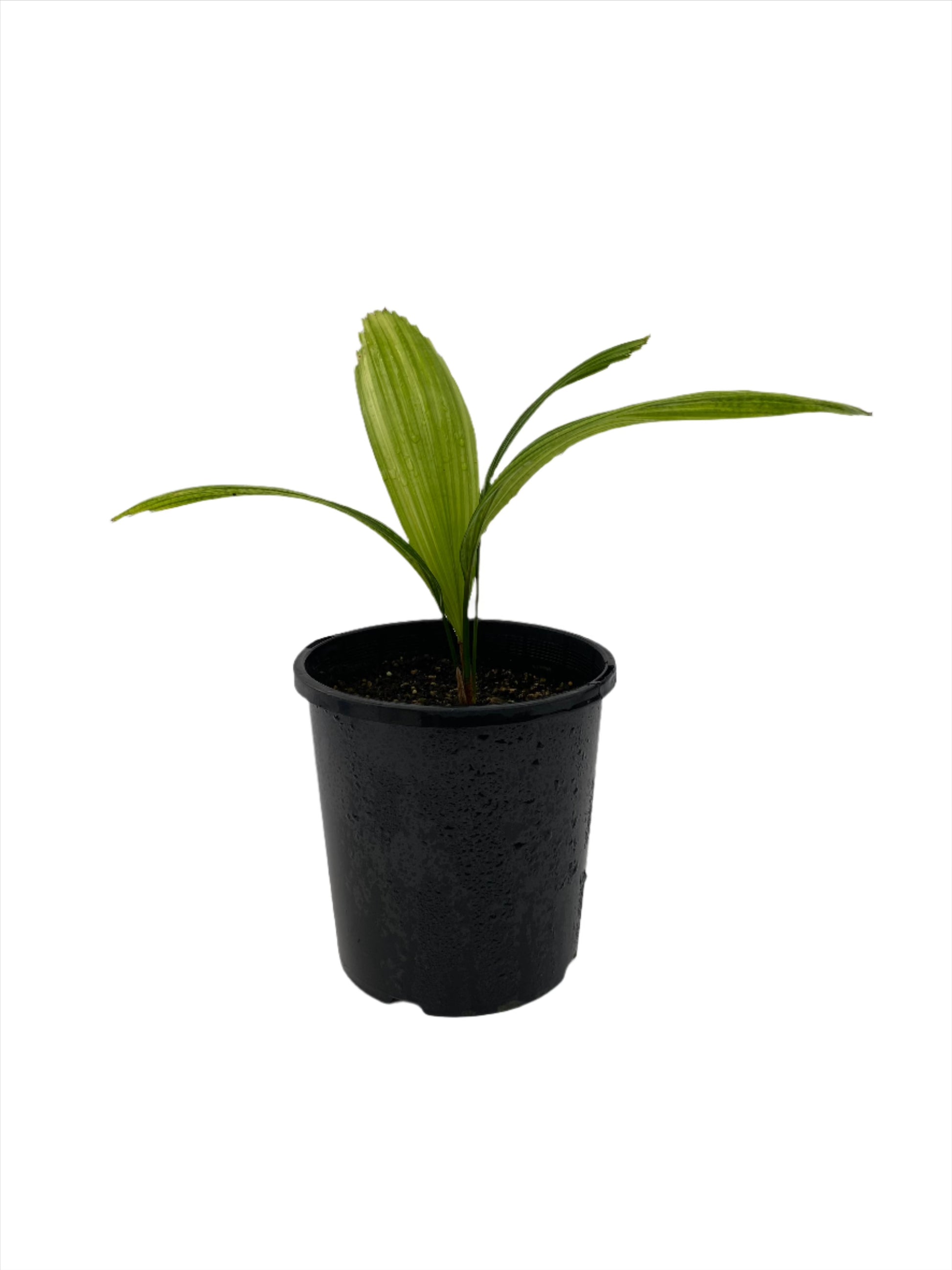 Young potted Licuala grandis seedling