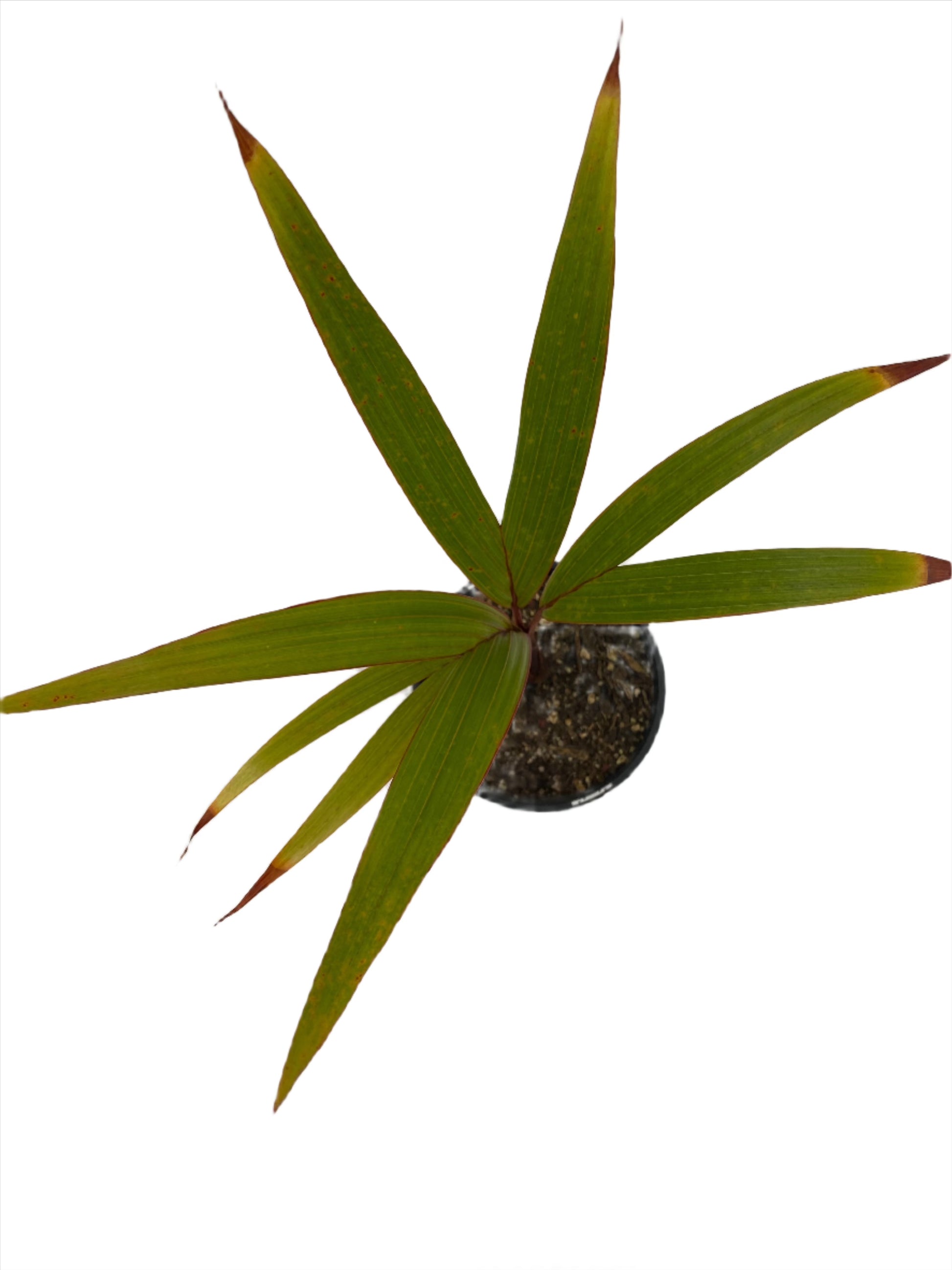 Top view of young potted Bottle Palm seedling