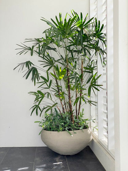 Rhapis excelsa - Lady Palm