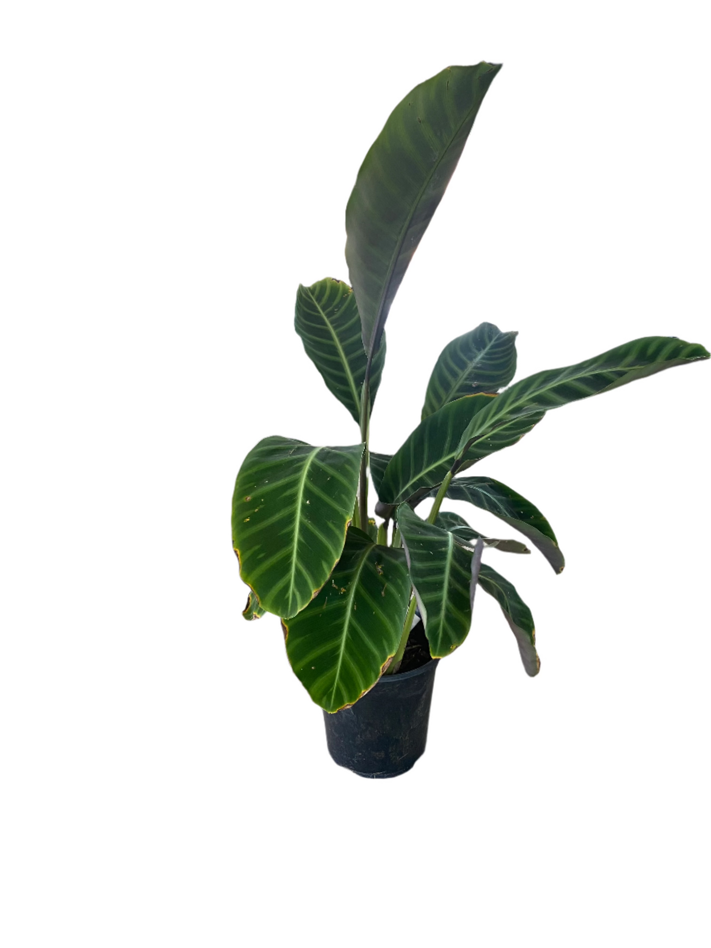 Calathea zebrina