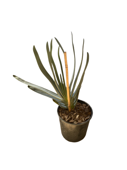 Fan Aloe