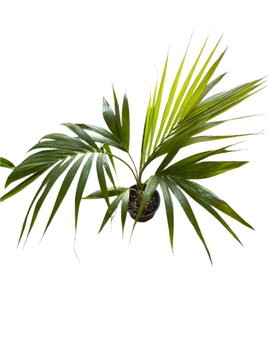 Kentia Palm