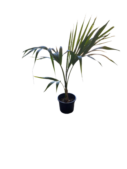 Kentia Palm