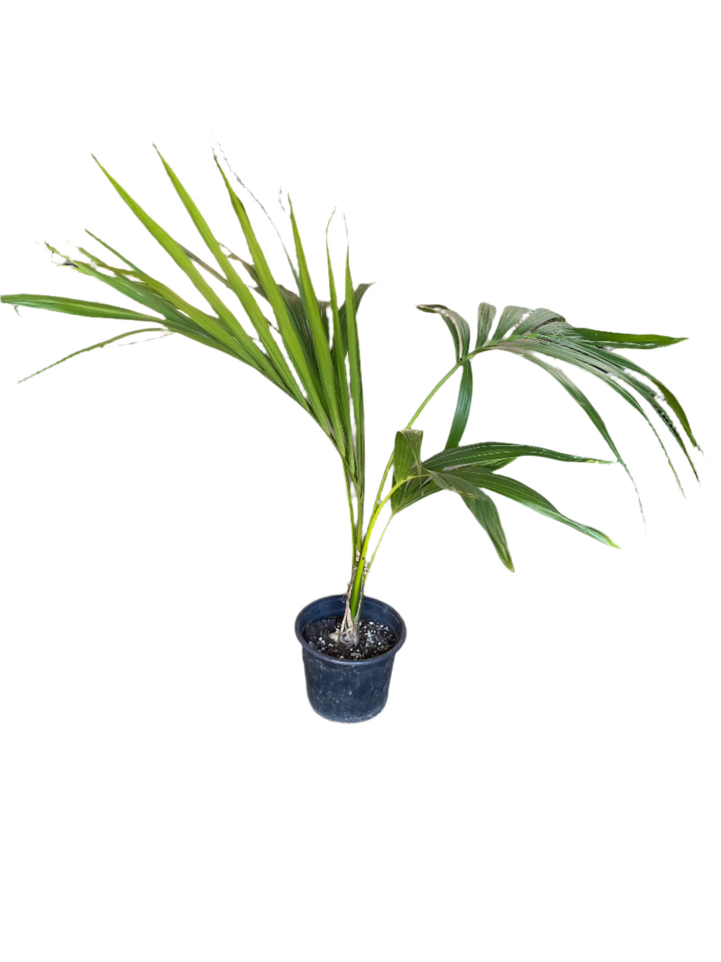 Kentia Palm