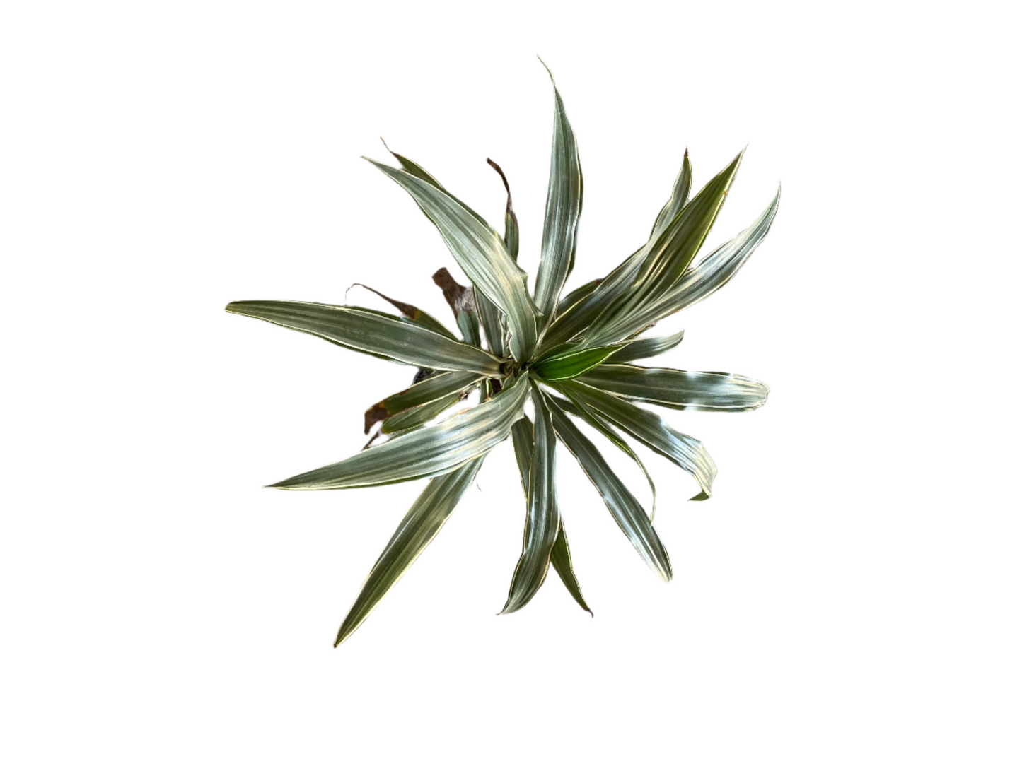 Dracaena warnekii