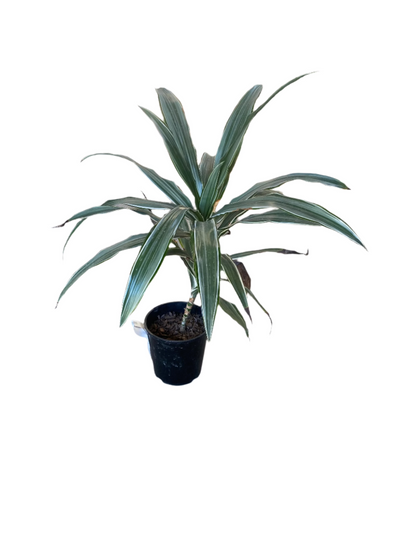 Dracaena warnekii