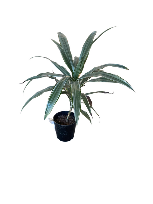 Dracaena warneckii