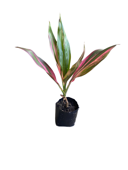 Cordyline fruticosa ‘黑美人’ <br><i>又稱“希洛彩虹”</i>