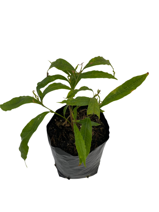 Abiu Fruit Seedling