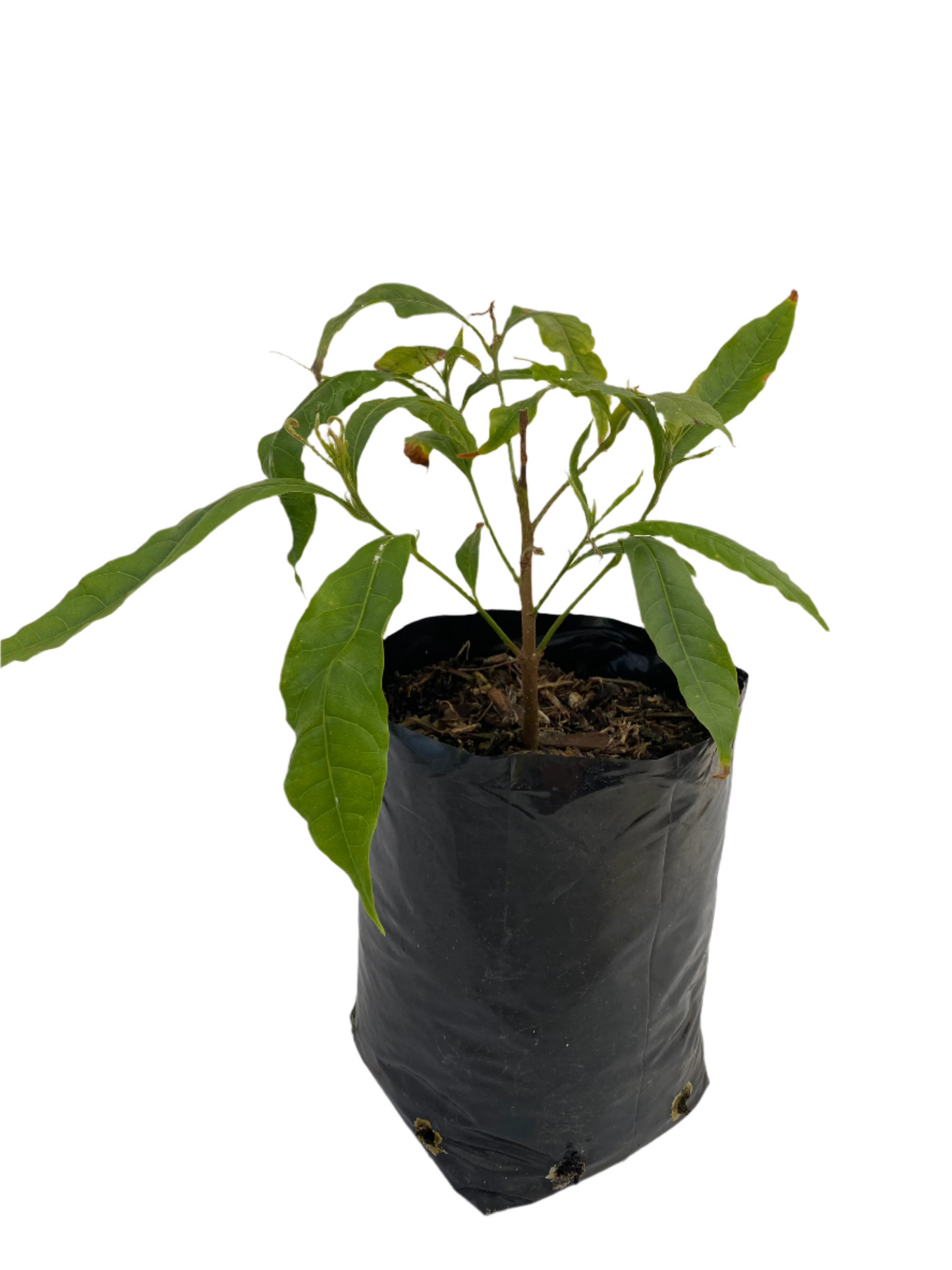 Abiu Fruit Seedling