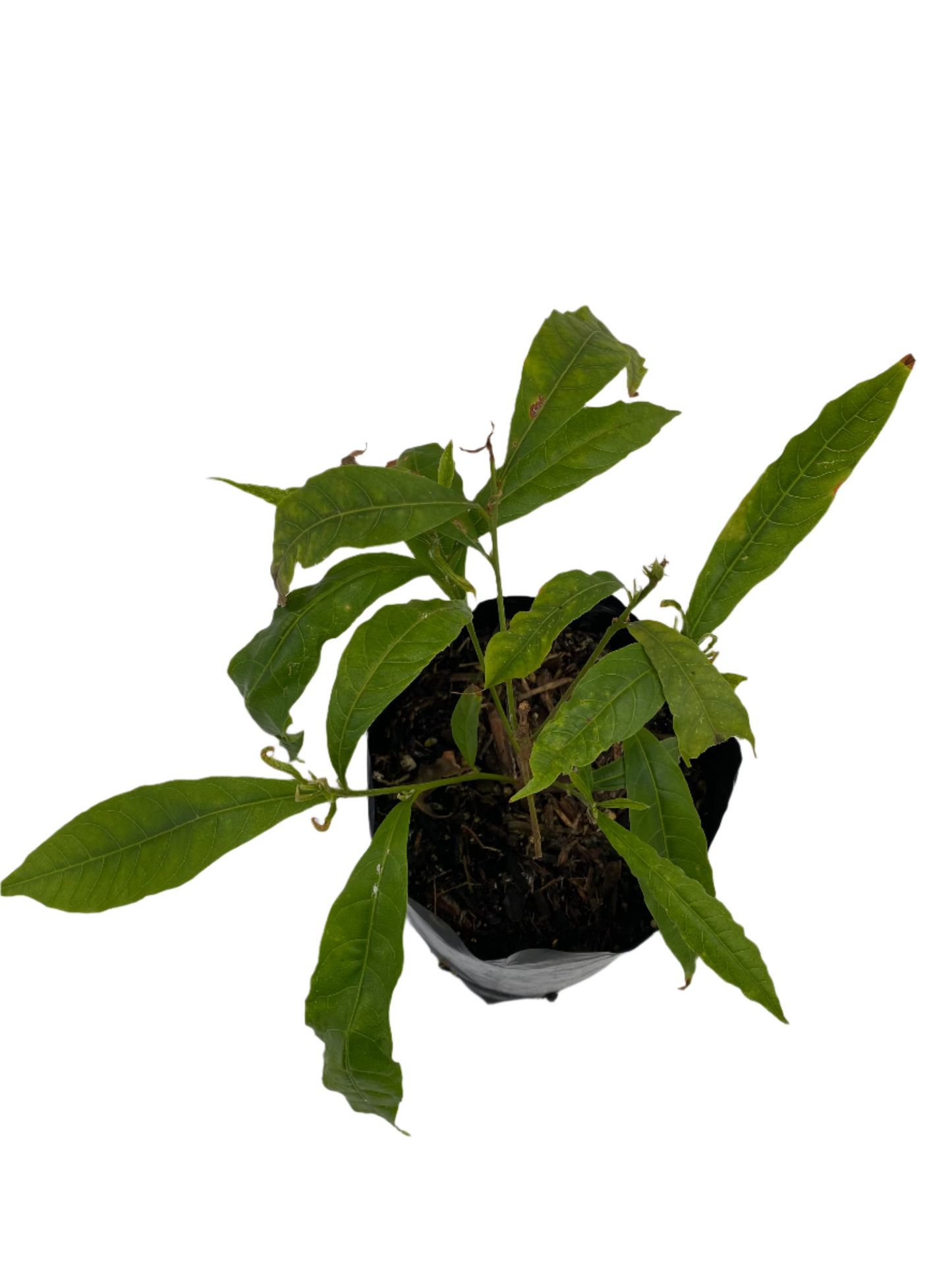 Abiu Fruit Seedling