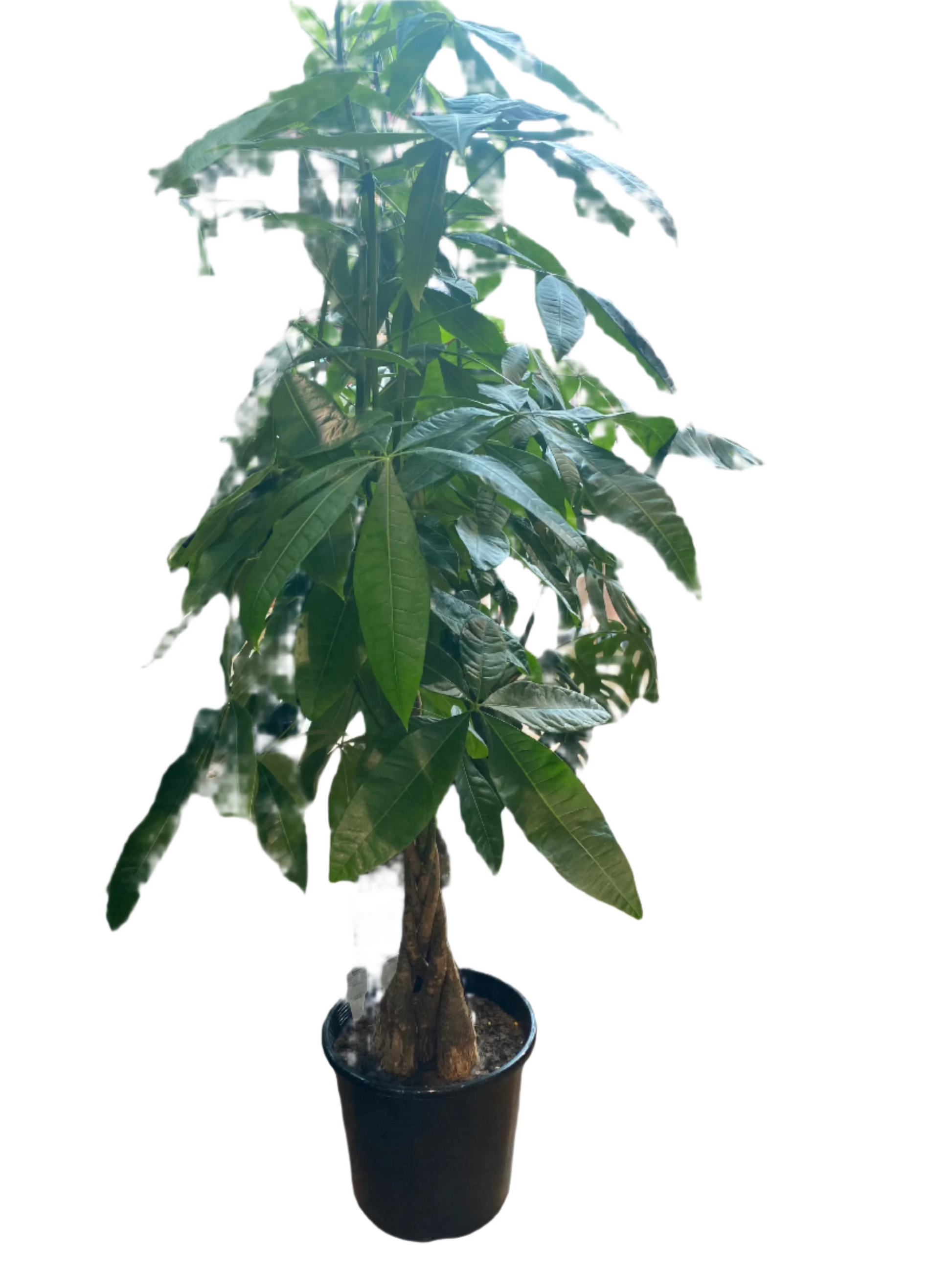 money tree plant story Large Braided Pachira 'Money Tree' – Jungle Story