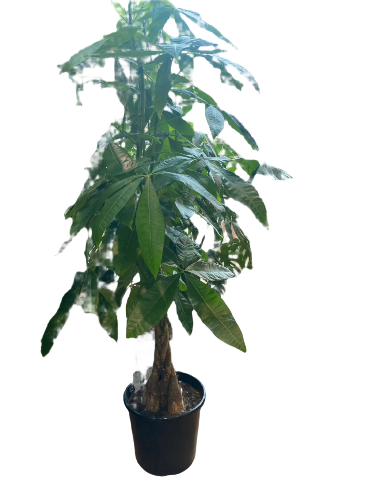 Large Braided Pachira 'Money Tree'