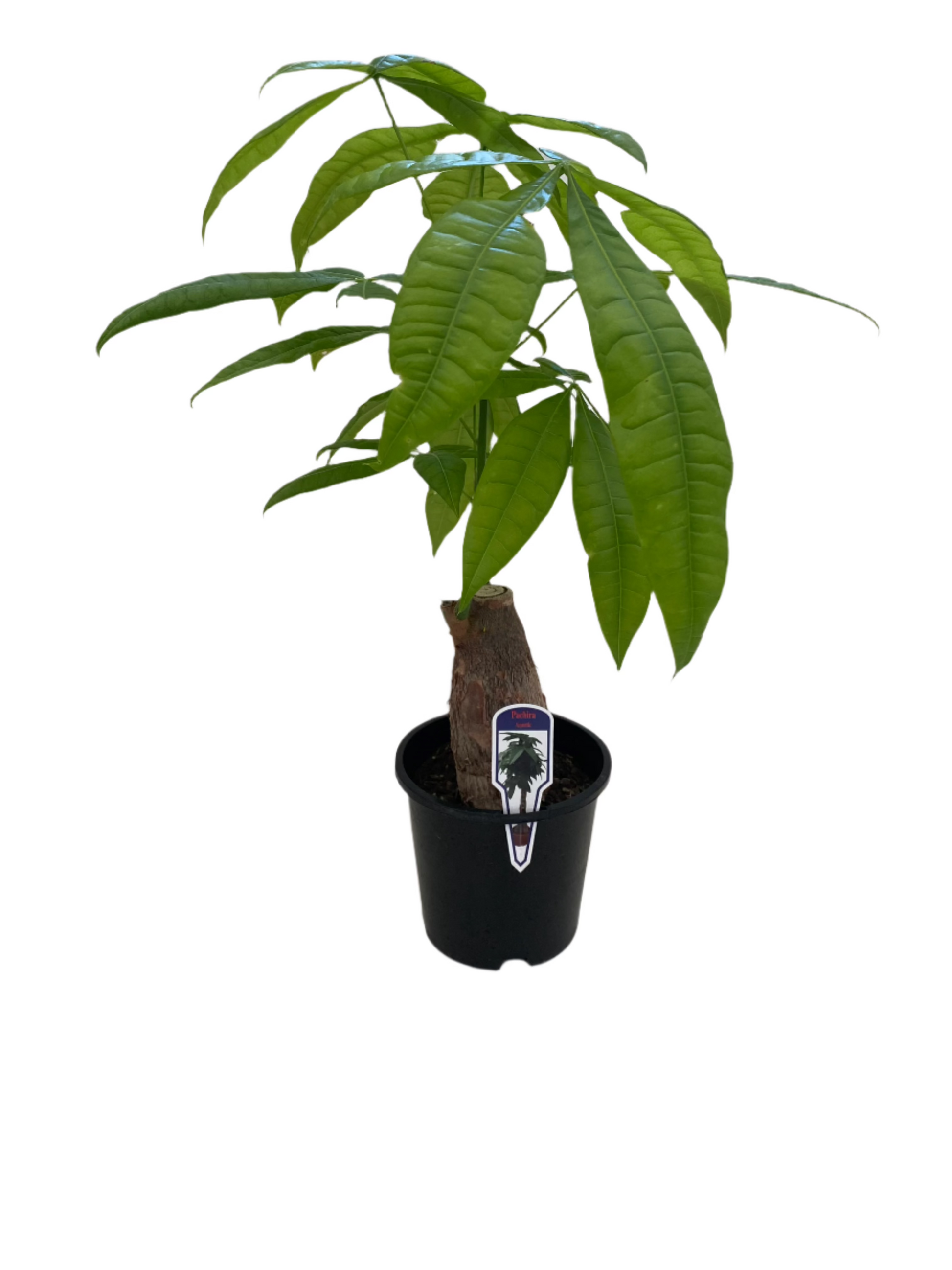 money tree plant story Pachira 'Money Tree' – Jungle Story