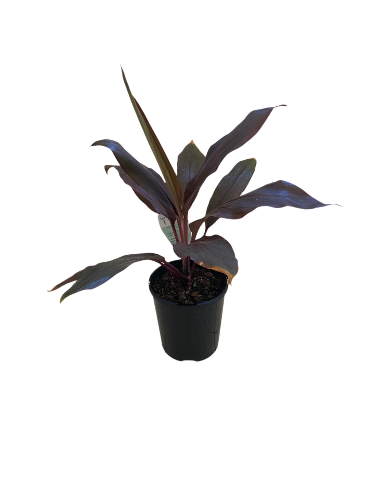 Cordyline 'Atom Red'