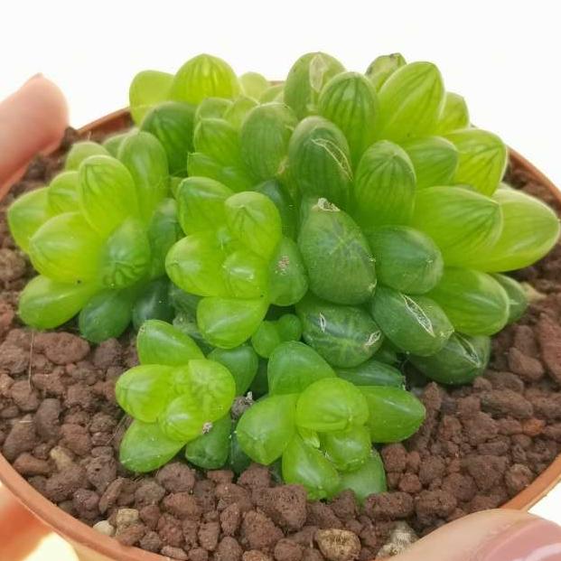 Haworthia Cooperi var Truncata