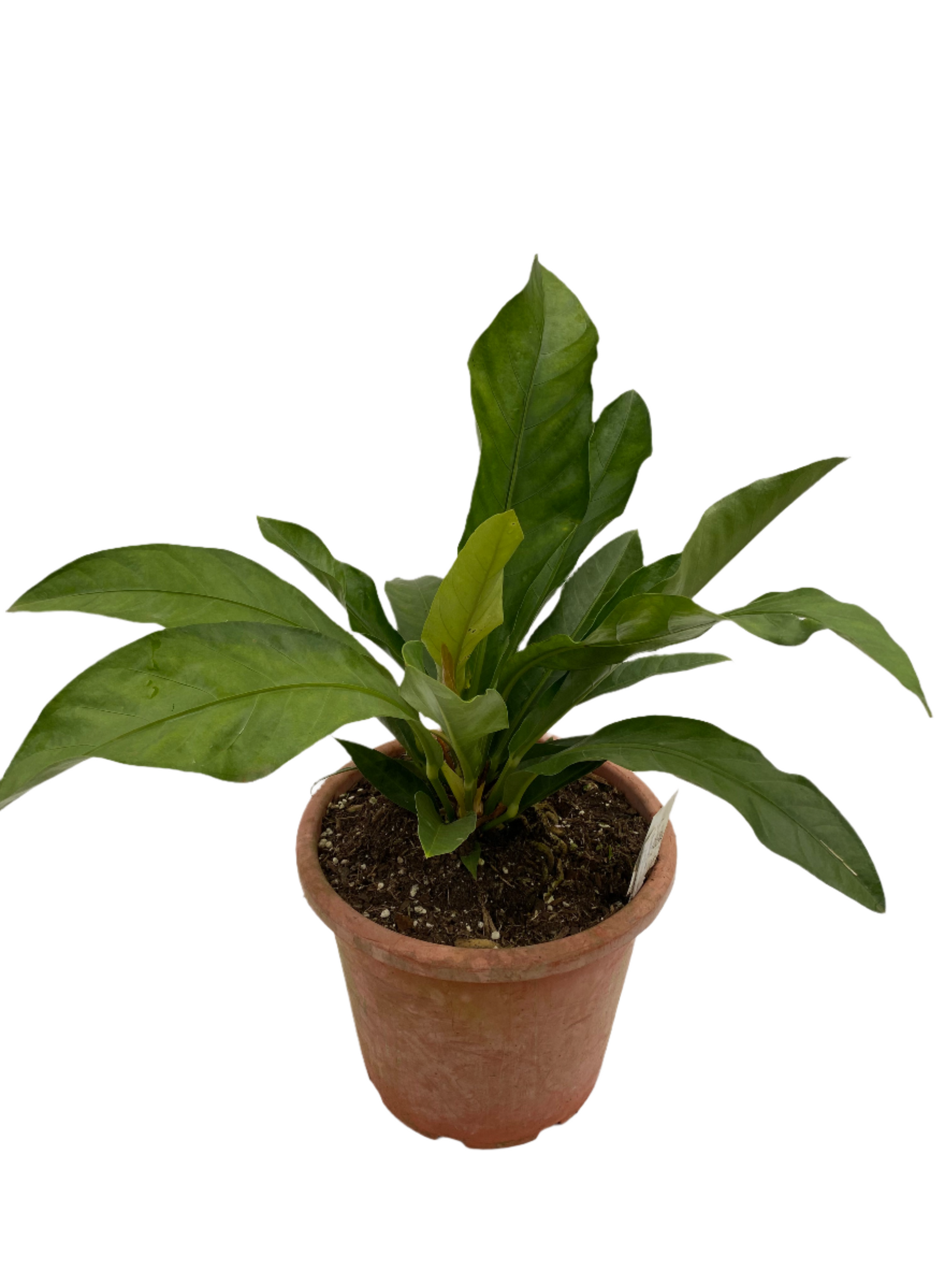 anthurium plowmanii for sale Anthurium plowmanii 'Wave of Love' – Jungle Story