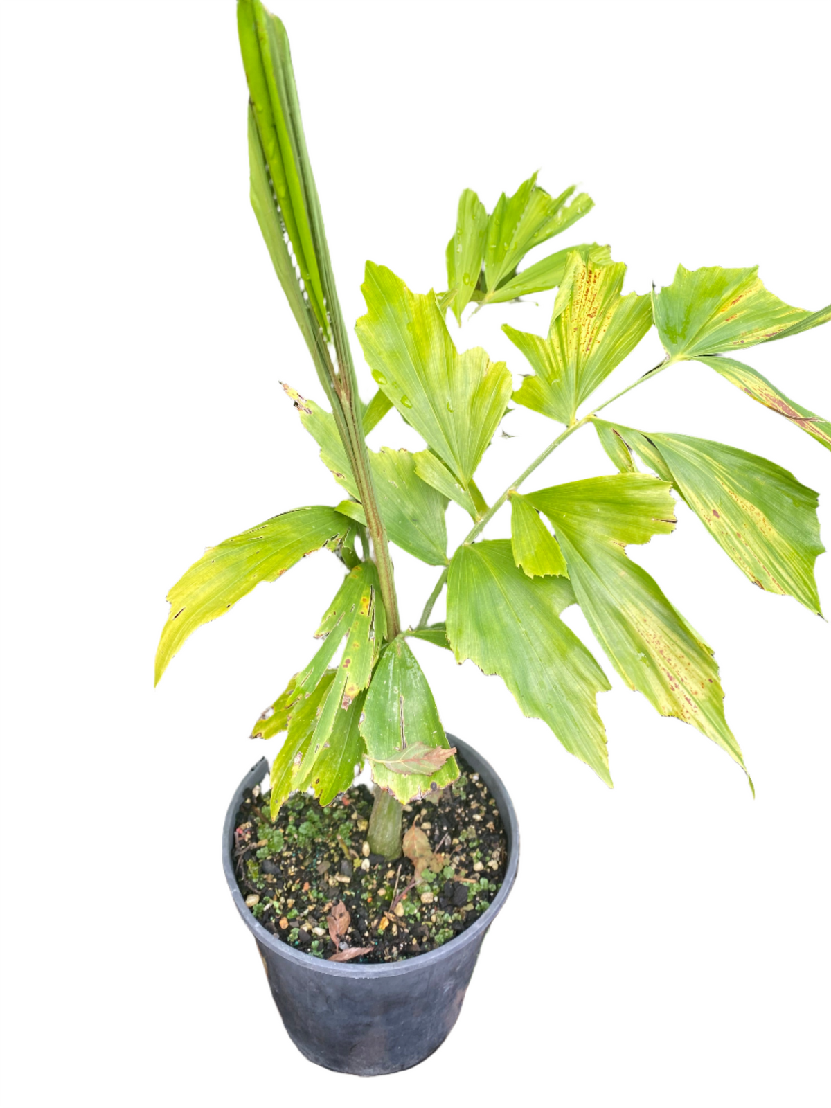 Chinese Fishtail Palm