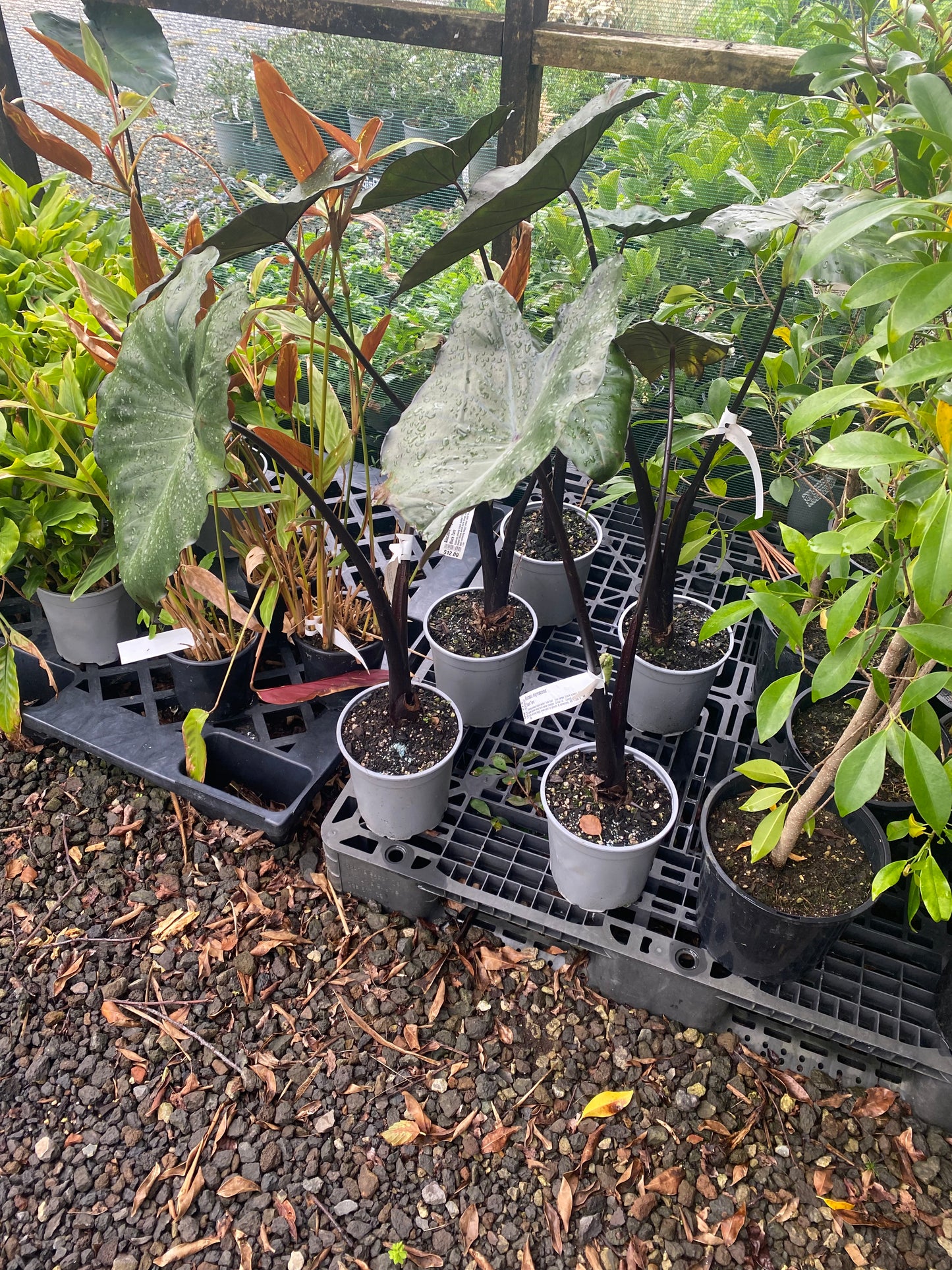 Elephant Ear 'Nigrescens'