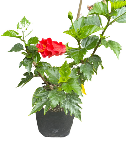 Hibiscus 'Rosa-Sinensis'