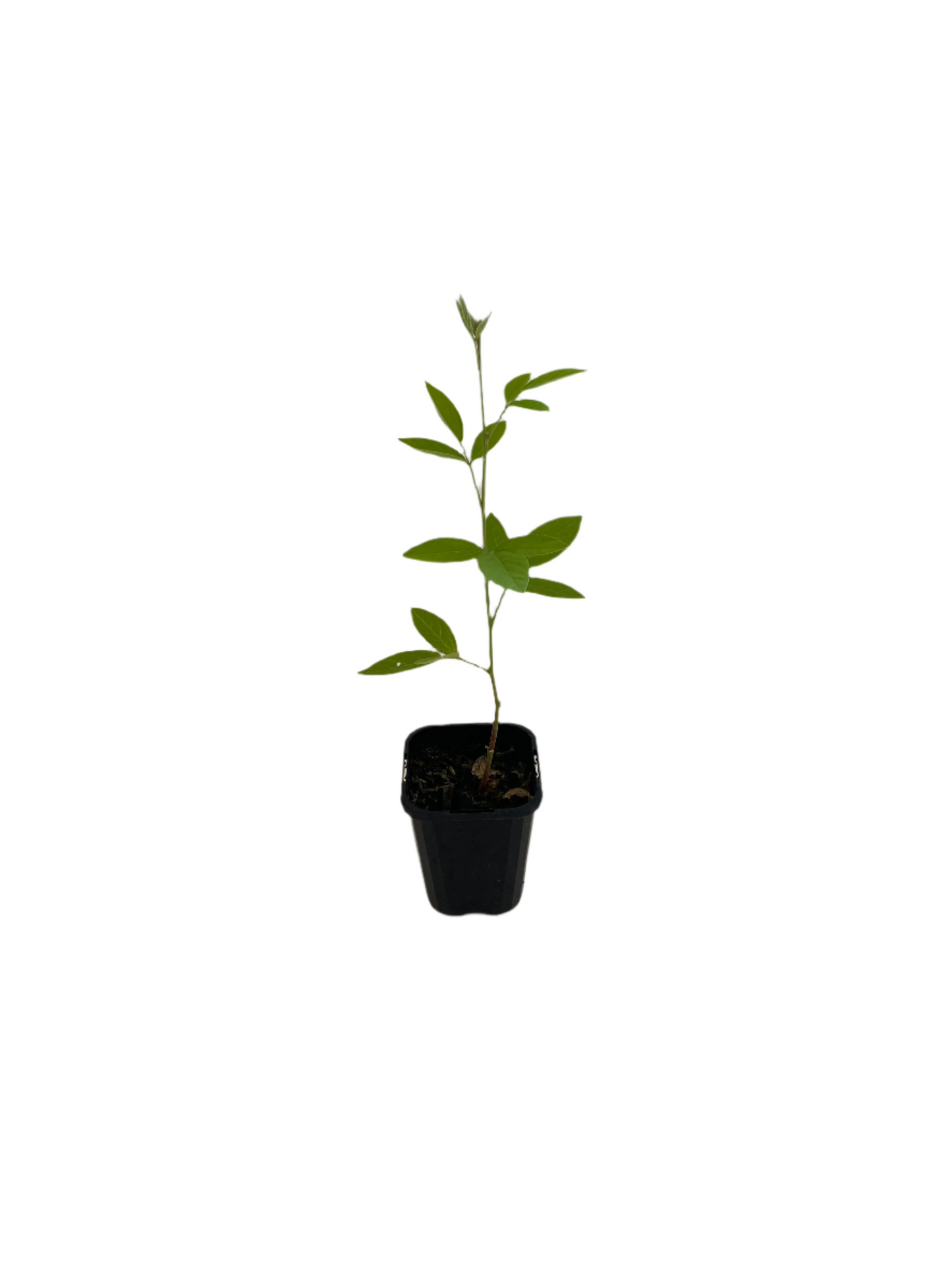 Pigeon Pea Seedling