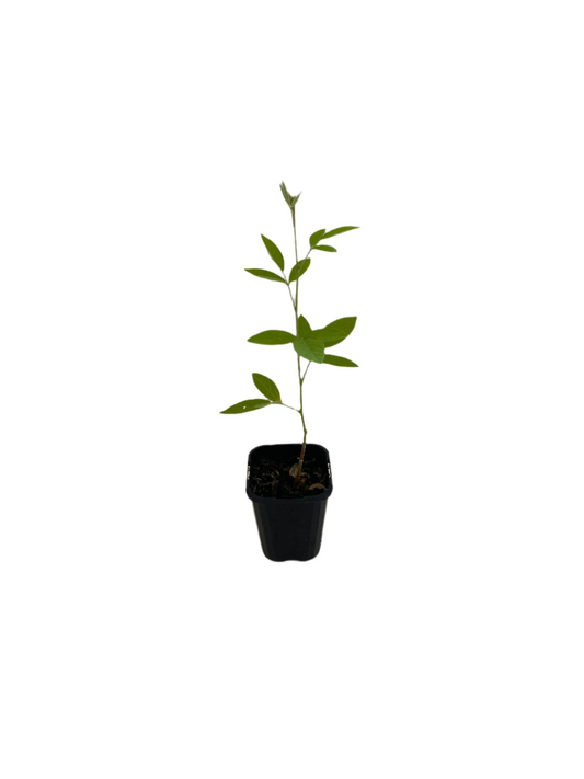 Pigeon Pea Seedling