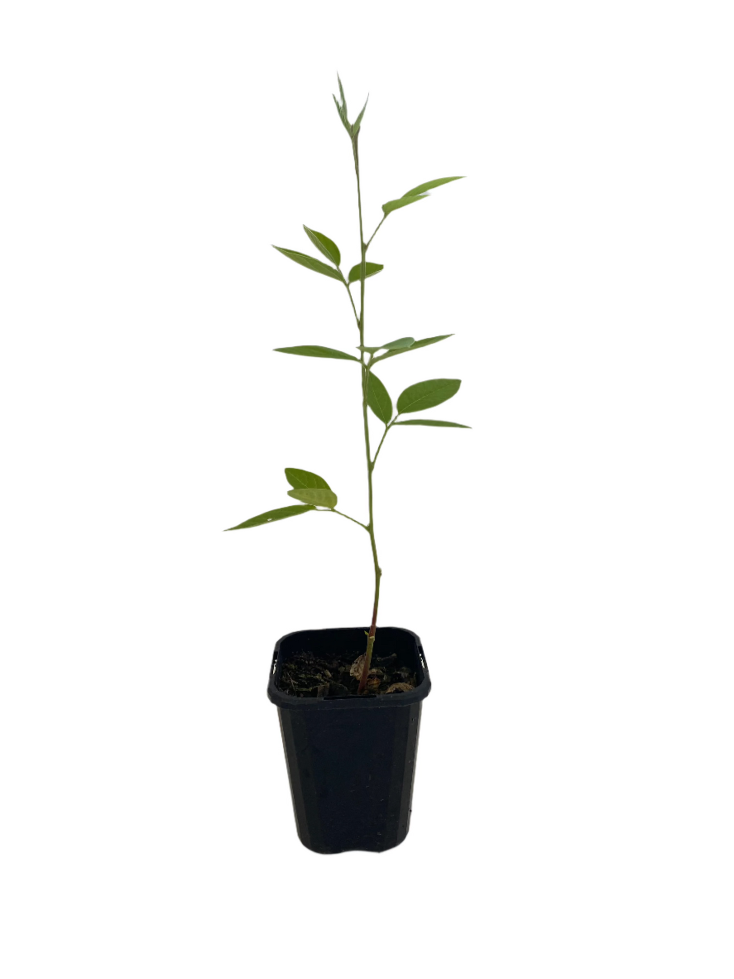 Pigeon Pea Seedling