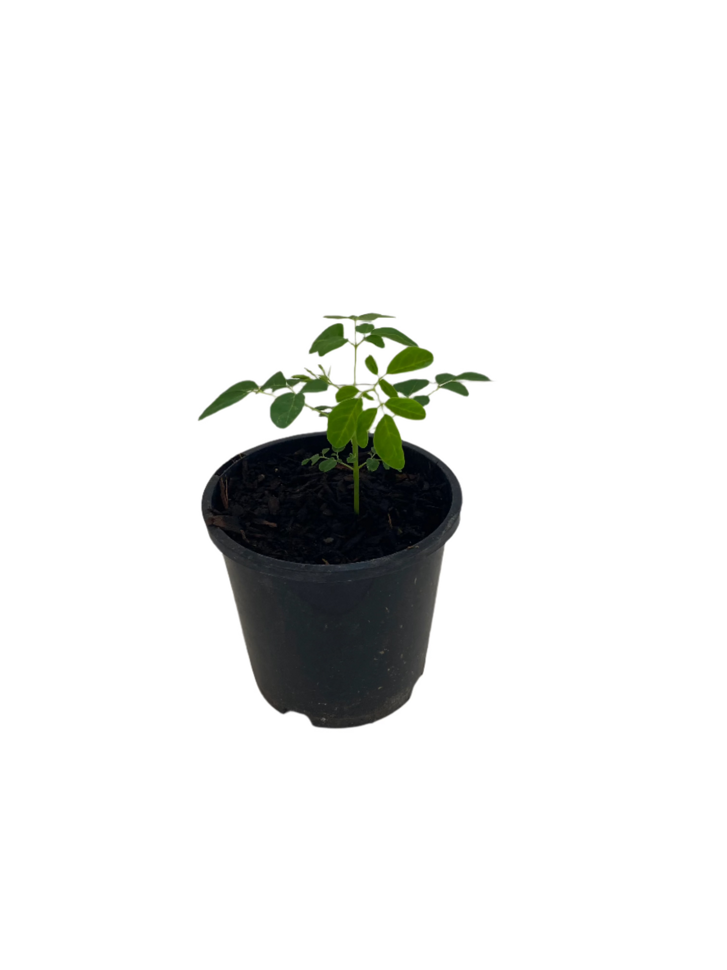 Moringa Seedling (Drumstick Tree)