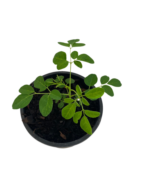 Moringa Seedling (Drumstick Tree)