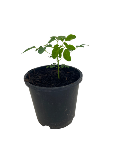 Moringa Seedling (Drumstick Tree)