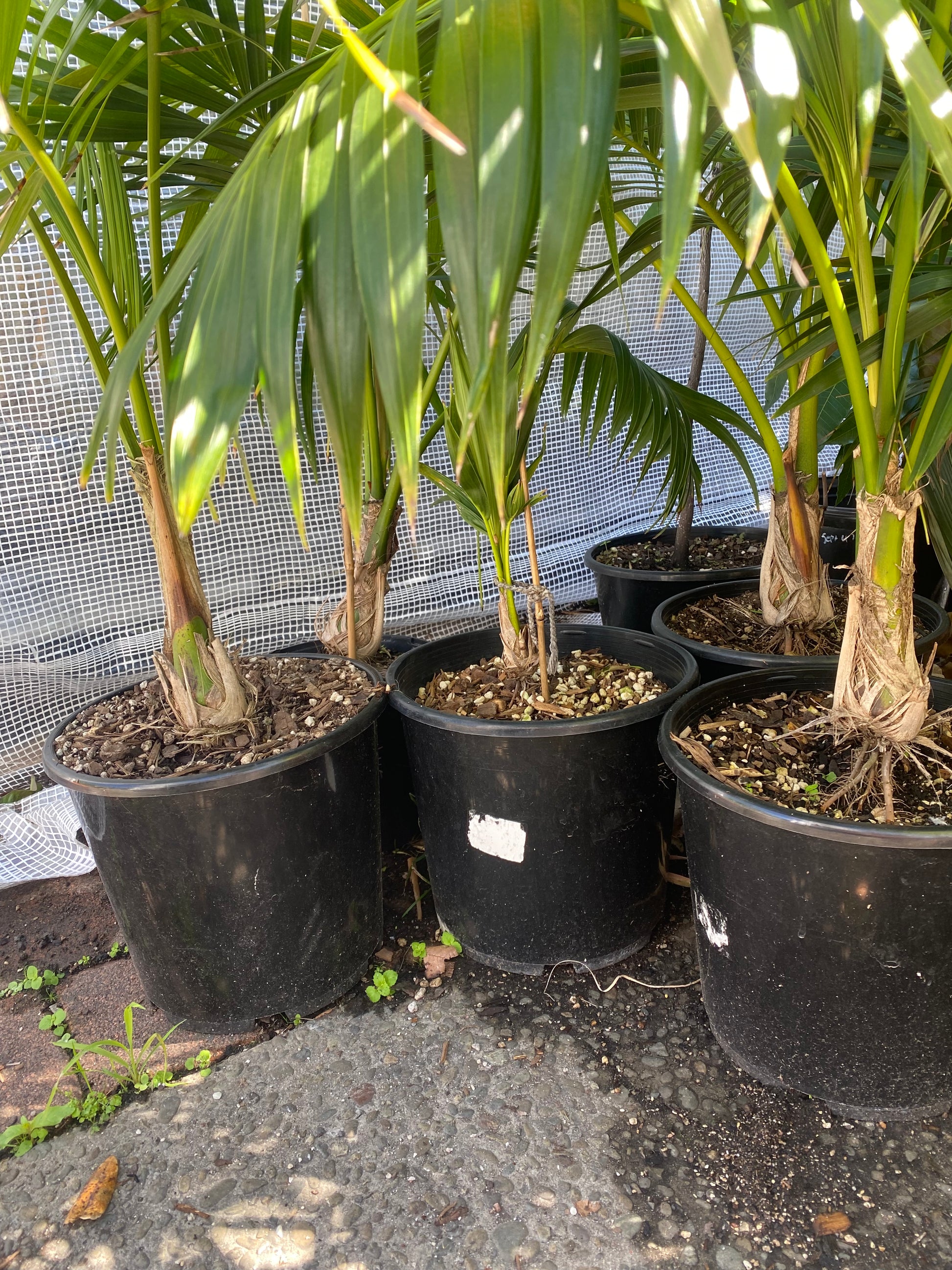 potting mix for kentia palm Howea forsteriana