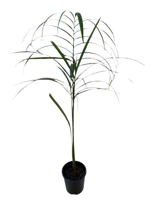 Roystonea regia | Cuban Royal Palm 2ltr