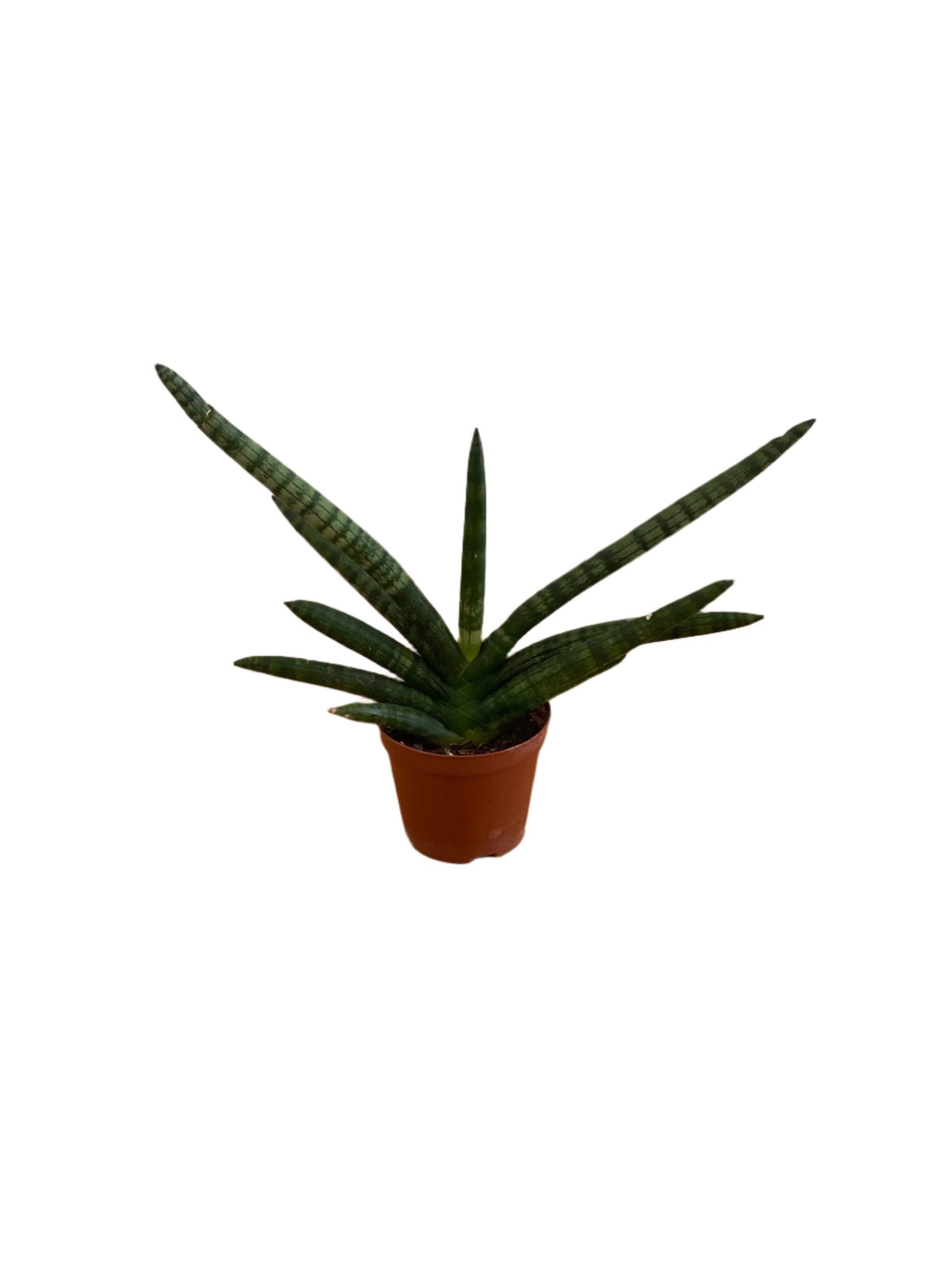 cylindrical snake plant nz Snake Plant 'Cylindrical' Sansevieria trifasciata Dracaena trifasciata – Jungle Story