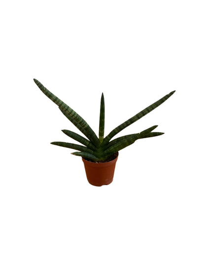 fan snake plant Snake Plant 'Cylindrical' Sansevieria trifasciata Dracaena trifasciata – Jungle Story