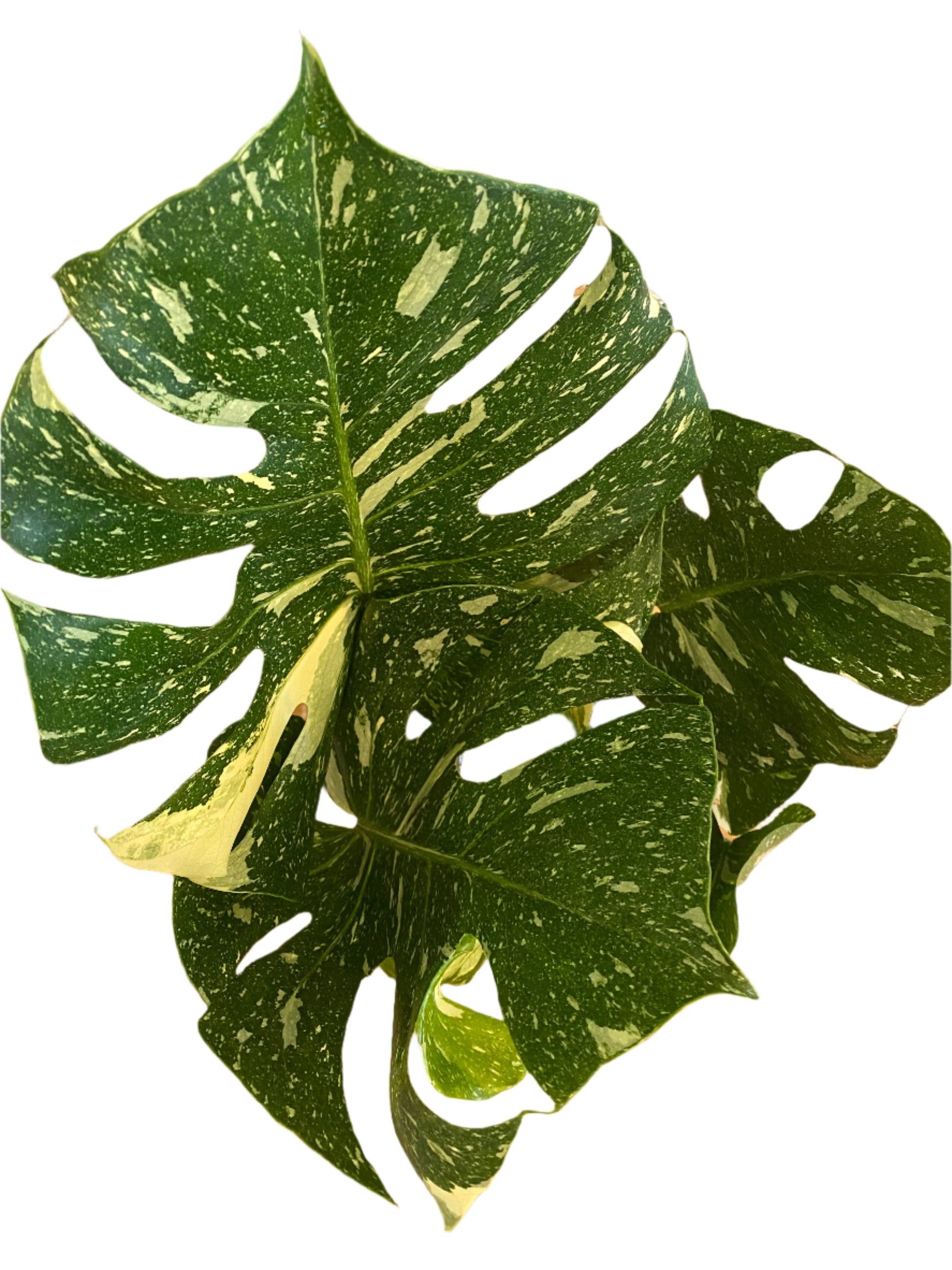 Large green leaf with white splashes of variegation