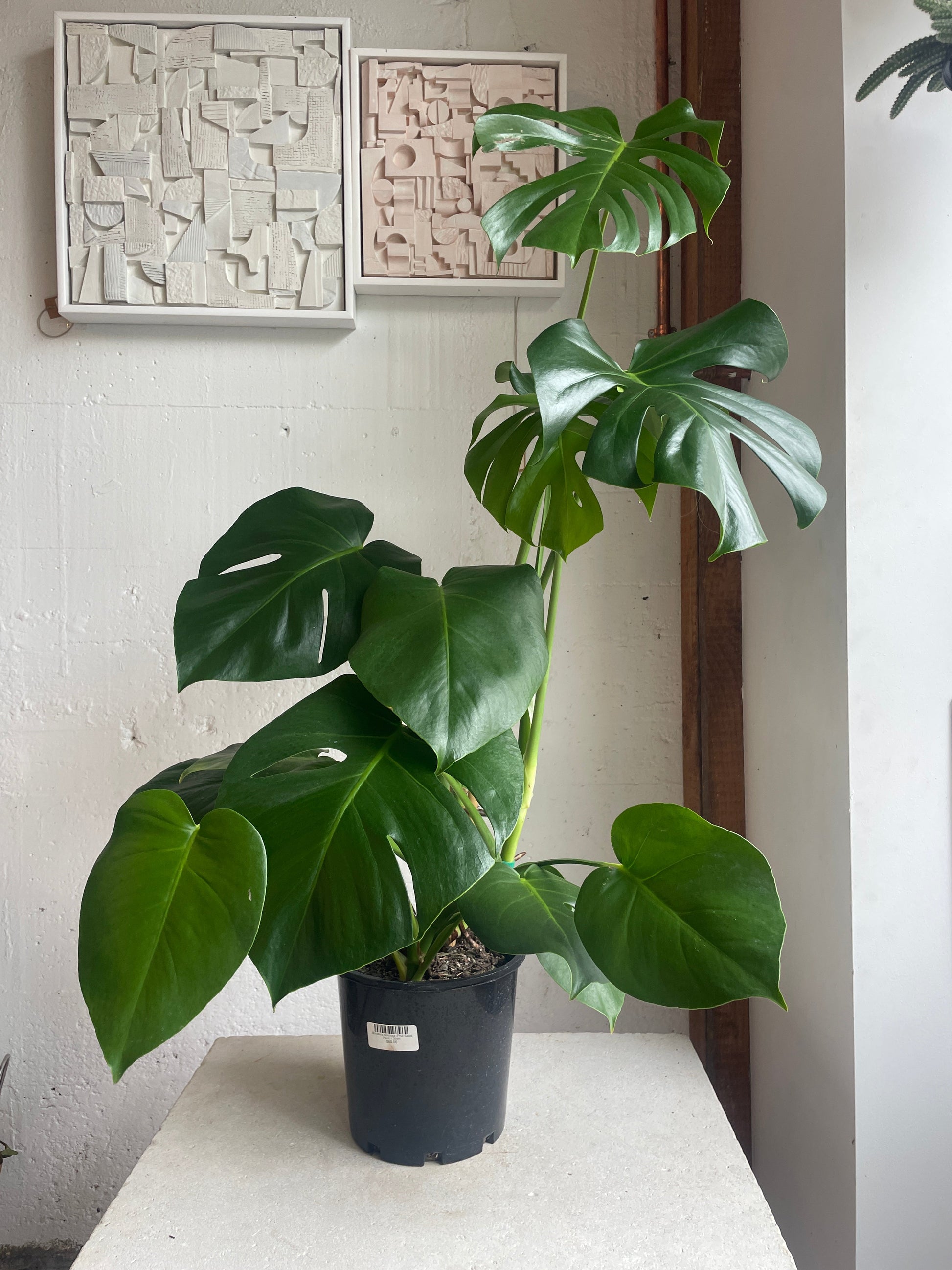 fruit salad plant - monstera deliciosa Monstera deliciosa (Fruit Salad Plant) – Jungle Story