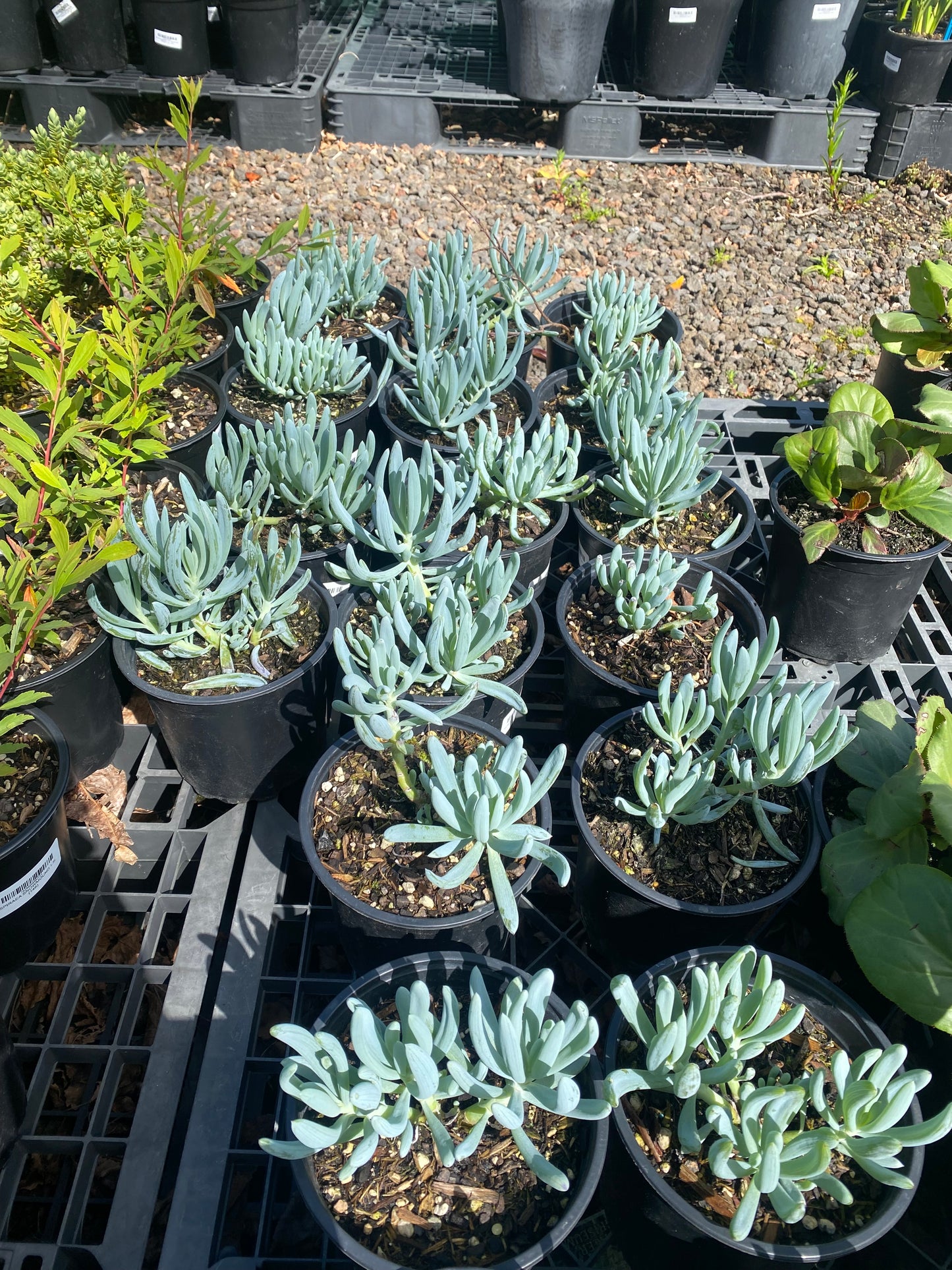 Senecio serpens | Blue Chalksticks 1.5ltr