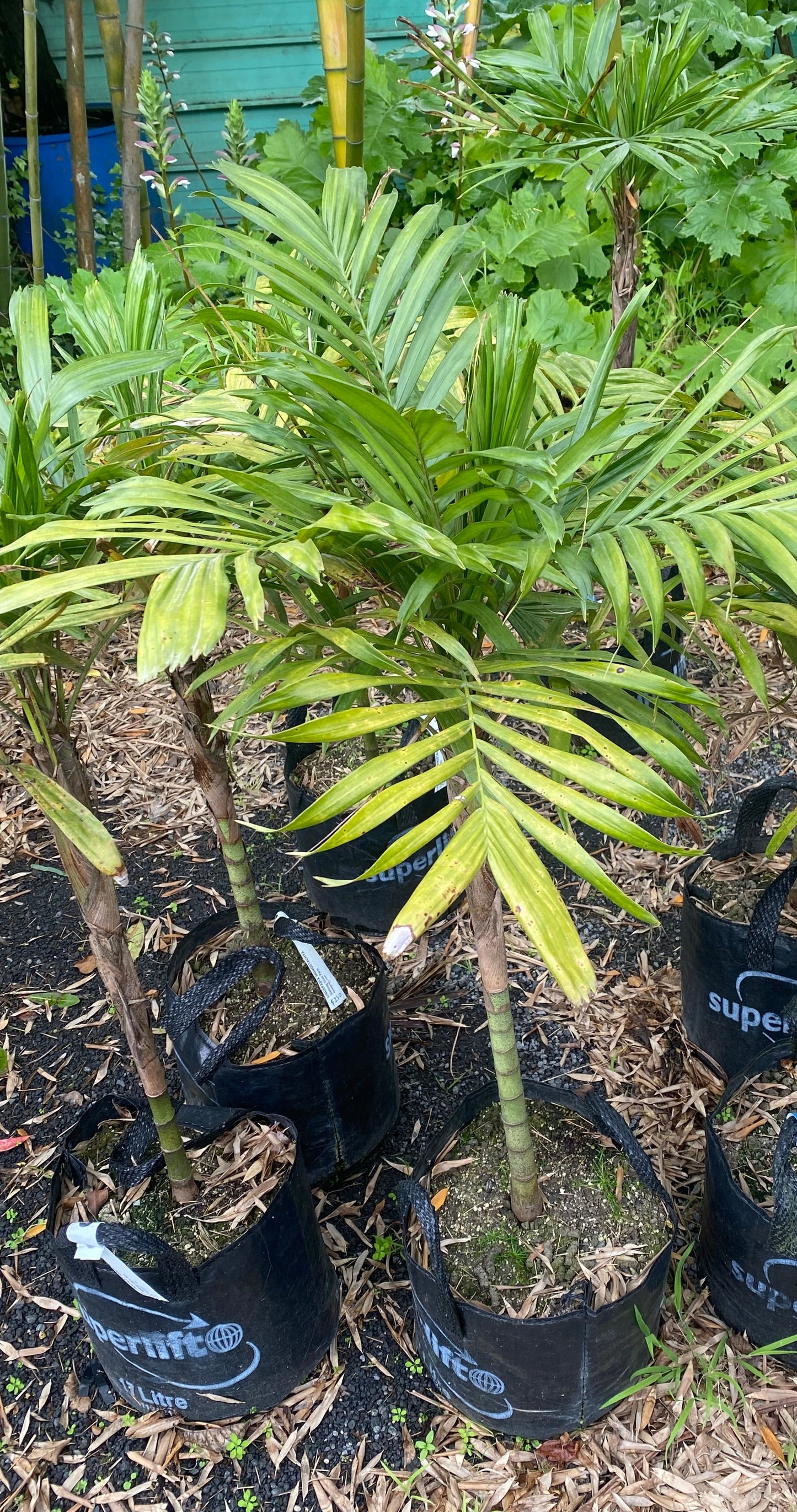 Walking Stick Palm - 17ltr Large