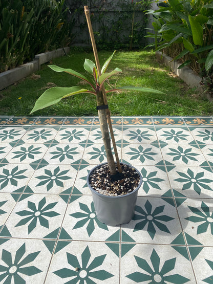 熱帶雞蛋花（泰國混種） <br><i>雞蛋花</i>