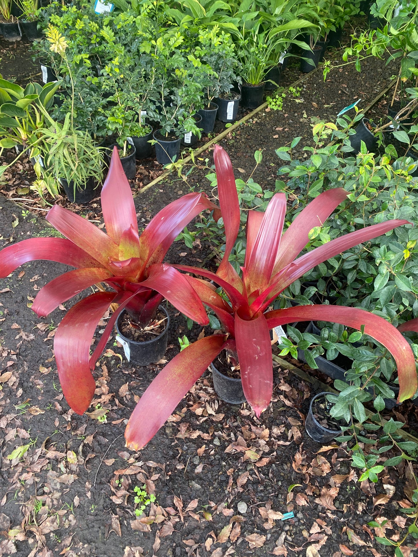 Bromeliad x 'Red Ensign'