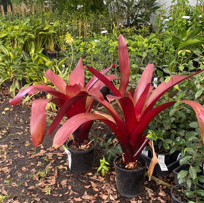 Bromeliad x 'Red Ensign'